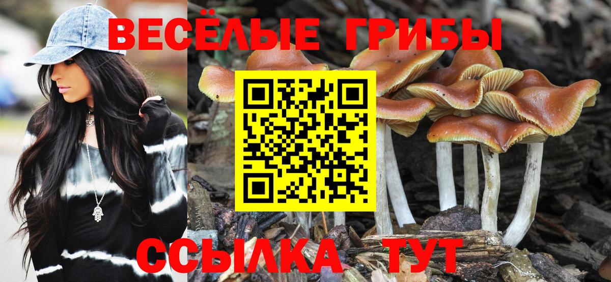 Псилоцибиновые грибы Cubensis Иваново